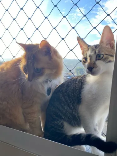 REDE/TELA DE PROTEÇÃO CONTRA QUEDA DE CRIANÇAS E ANIMAIS.