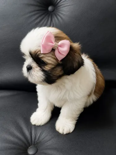 Lindos filhotes de Shih Tzu