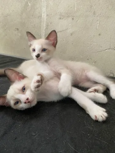 Gatos machos pra doações 