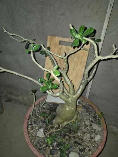 Rosas do deserto 