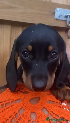 Filhotinhos Teckel/Dachshund/Salsicha/Salsichinha/Basset/Cofap amorosos e ativos