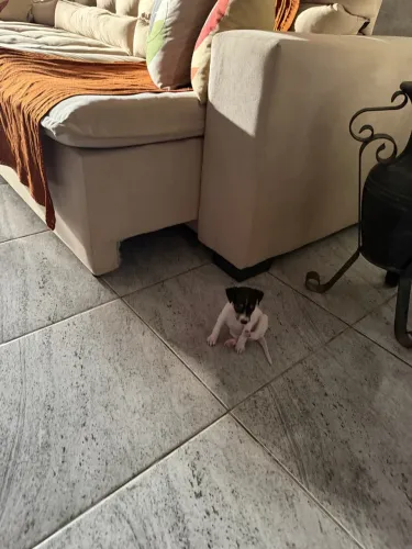 Fêmea de Pinscher 00