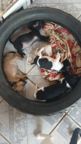 Vendo cachorro pinscher