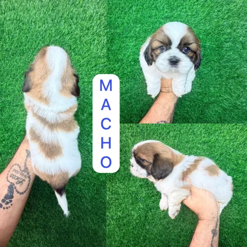 Shitzu Macho