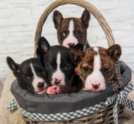 ? Filhotes de Bull Terrier | Personalidade Marcante e Muito Amor  