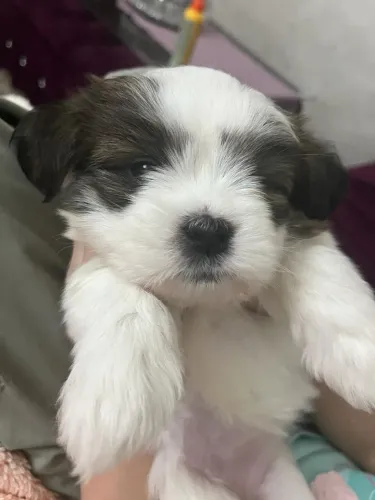 Lhasa Apso charmoso 
