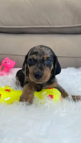 FILHOTES DE DACHSHUND