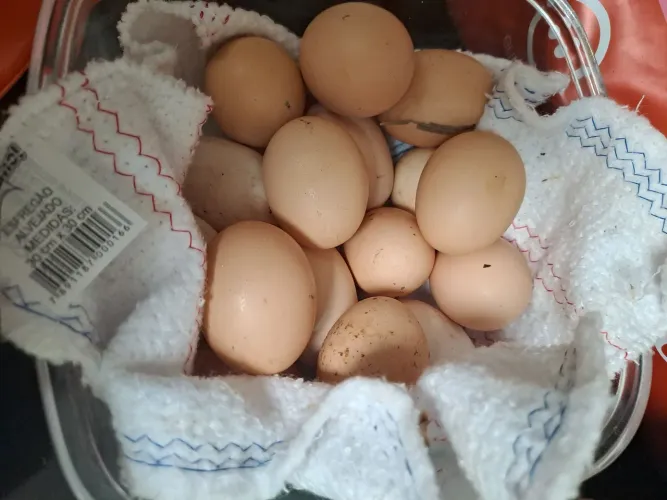OVOS CAIPIRA