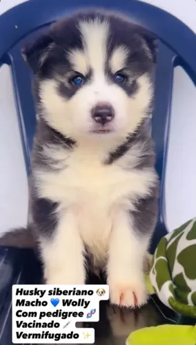 Husky siberiano