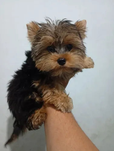 Yorkshire macho vacinado como meses
