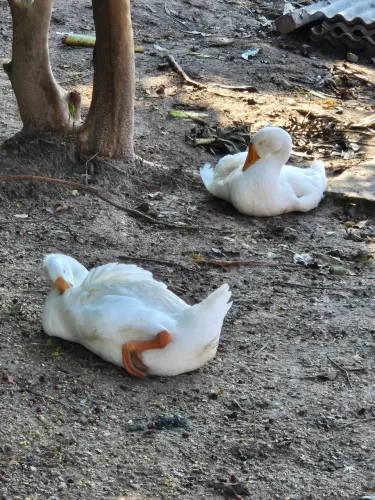 Casal de ganso sinaleiro brancos com olhos azuis