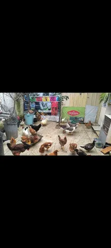 Vendo galinha poedeiras.