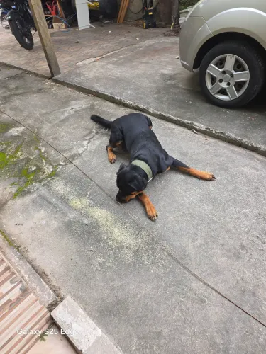 Rottweller