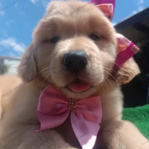 Disponível Filhotes Golden Retriever 