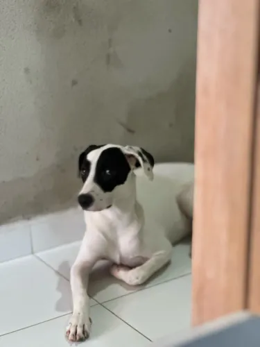 Doação cachorro