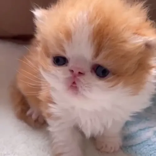 persa machinho bicolor fofo demais