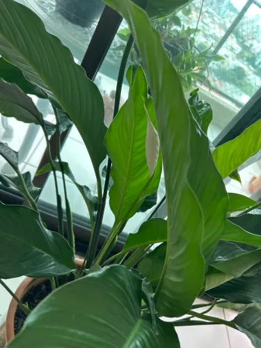 Planta com muda e vaso cerâmica