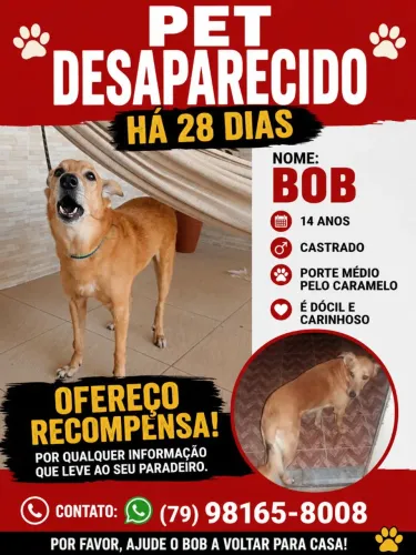 Cachorro desaparecido 