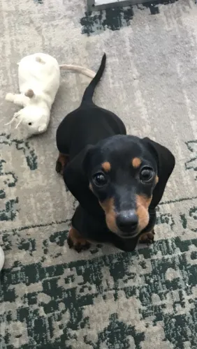 Dachshund macho 