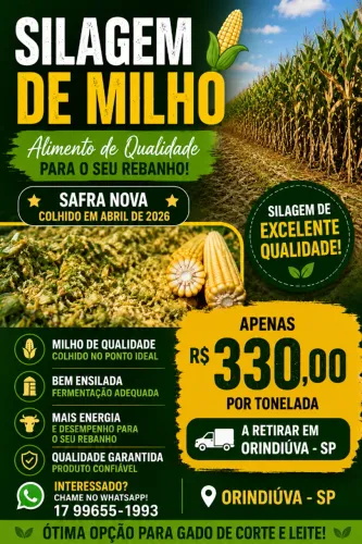 Silagem de milho