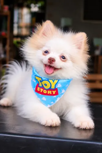 SPITZ ALEMÃO/ LULU DA POMERANIA