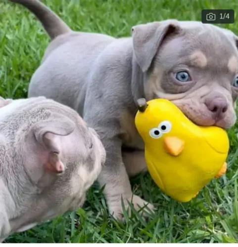 AMERICAN BULLY