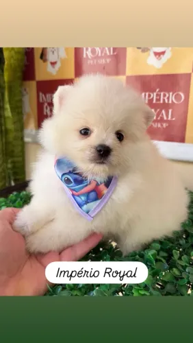 Spitz Alemão Machinho com pedigree cbkc! Em até 10 x no Cartão