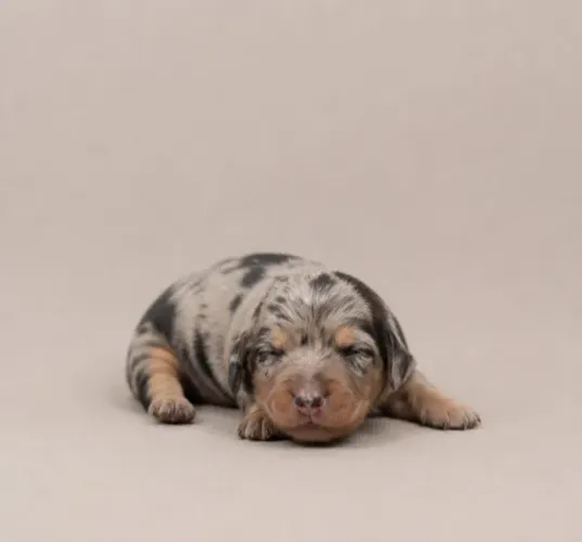 Dachshund Mini Fêmeas Alerquim - Filhotes exclusivas
