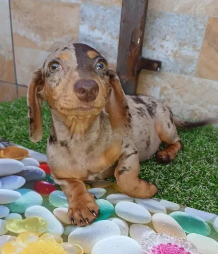 Dachshund/ teckel 