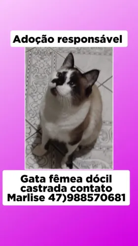 Gata Fêmea para Adoção Responsável 