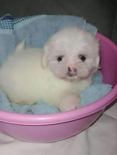 Shitzu branco lindo perfeito, micro macho 