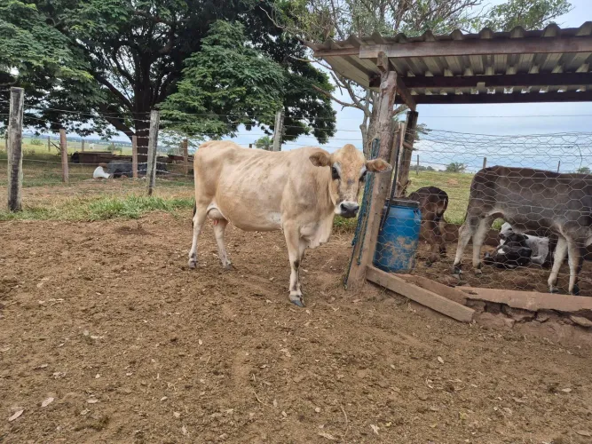 Vacas leiteiras novas excelente pastos 