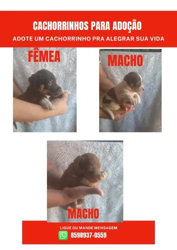 Adote Um CACHORRINHO