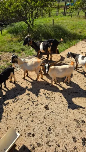 Mini Cabra/ criação/