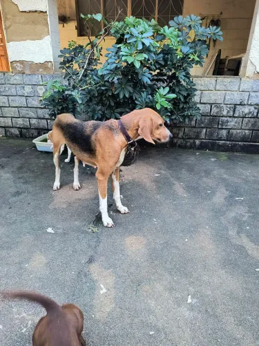 Cadela Fox Hound Americano