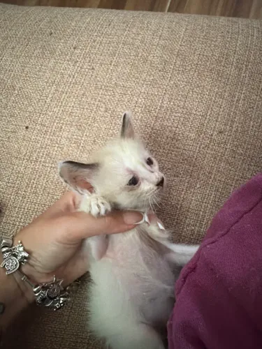 Gata fêmea para adoção, 45 dias