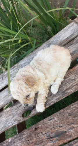 Poodle toy