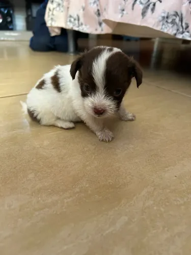 Shih Tzu três meses vendo