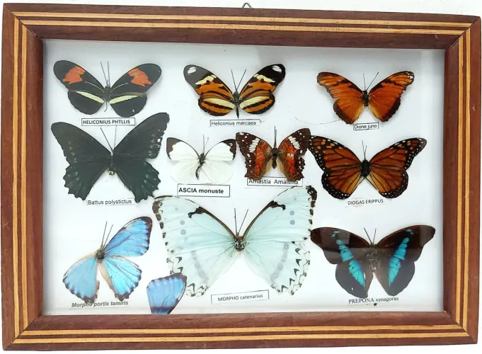 Quadro Madeira Marchetada e Vidro com borboletas naturais 