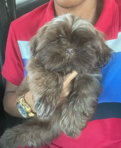 Shih tzu padrão europeu - para clientes exigentes