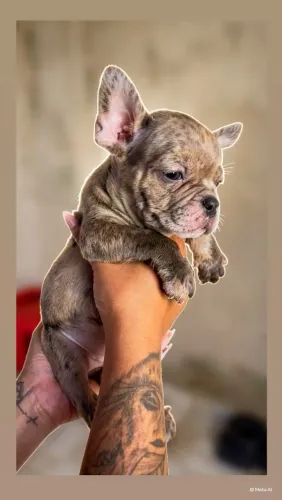 Américan Bully Exótico.
