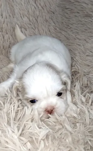Shihtzu branco areia perfeitos 