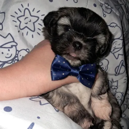 Lhasa Apso