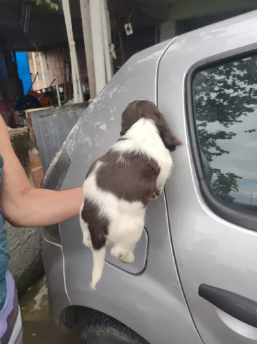Macho de cocker spaniel inglês legítimos 