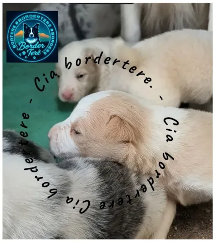Filhotes border collie 