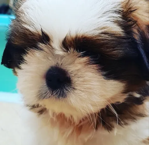 Shih Tzu ! ?