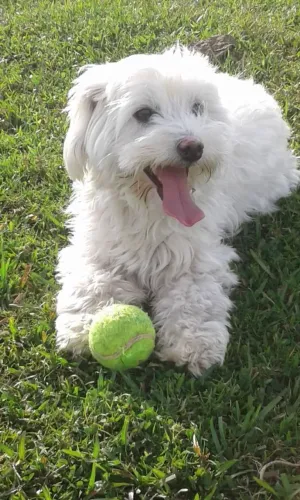 Shituz macho branco ele tem um ano já e adestrado não é castrado tem todas as vacinas etc.