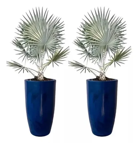 Vasos Estilo Vietnamita Para Casas Plantas com palmeira azul de brinde somente um vaso