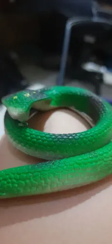 Cobra de mentira