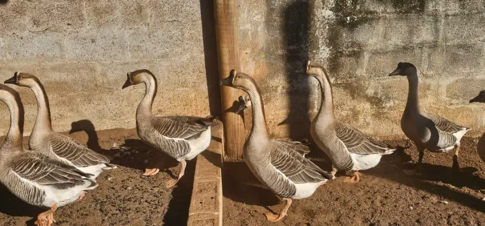 Gansos Africano para venda